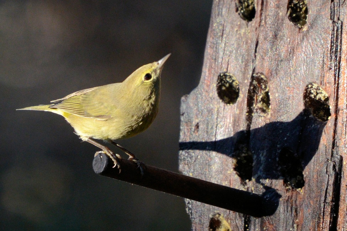 Orange-crowned Warbler - ML644345042