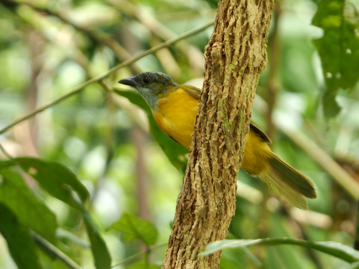 カンムリフウキンチョウ - ML644345043