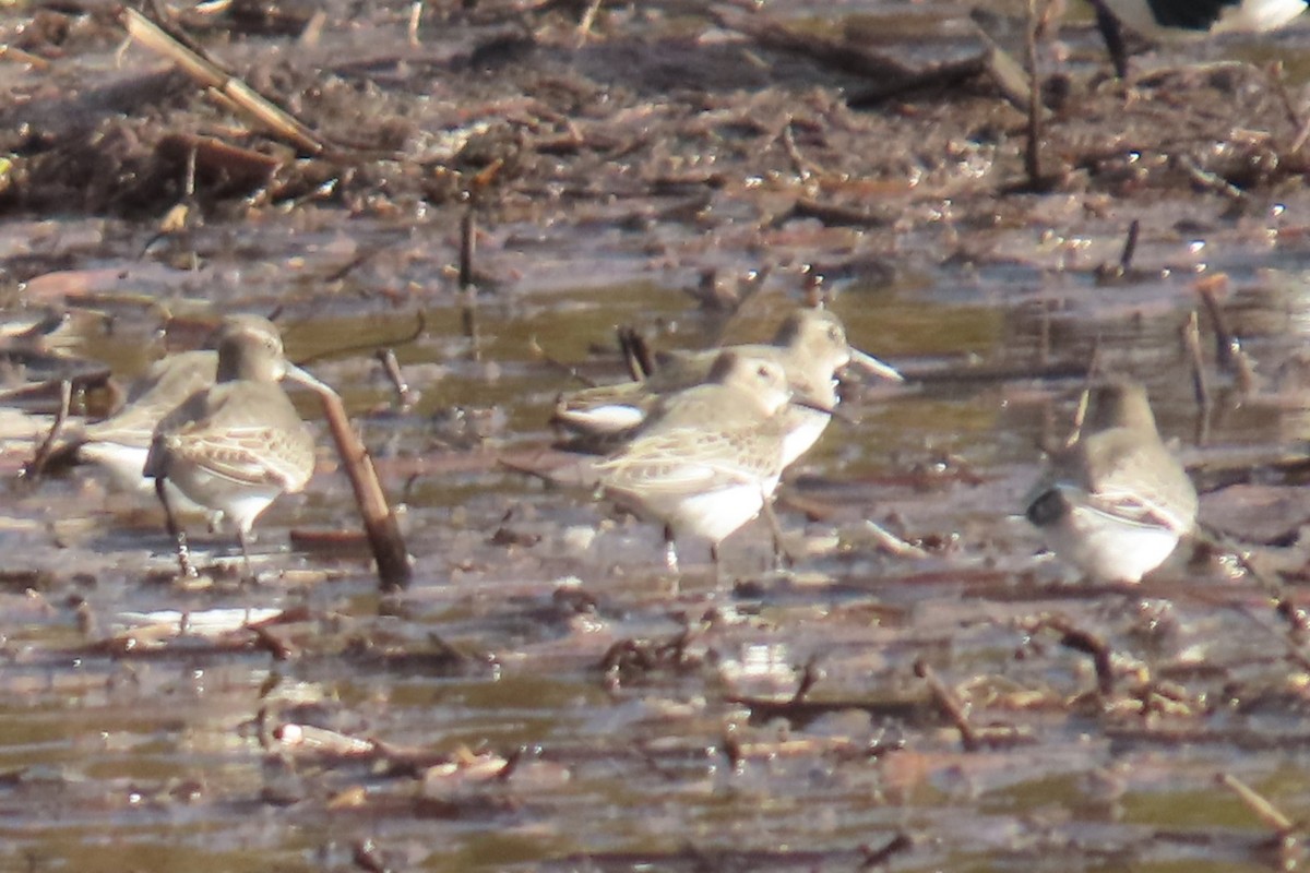 Dunlin - ML644345044