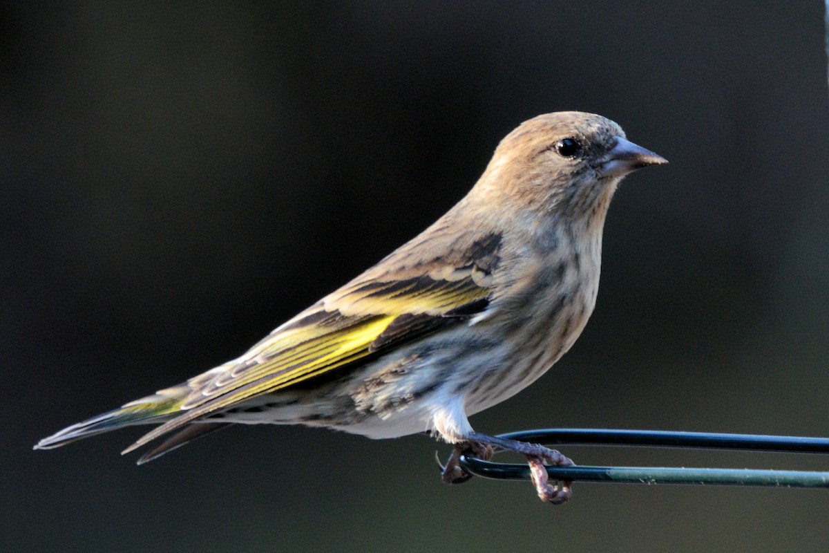 Pine Siskin - ML644345046