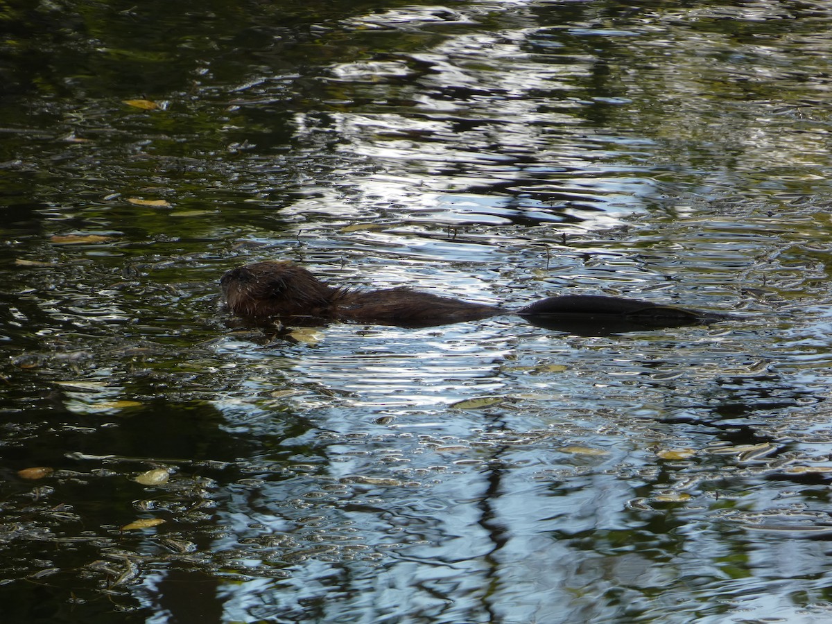 Muskrat - ML644345051