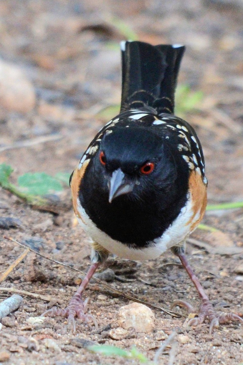 Spotted Towhee - ML644345053