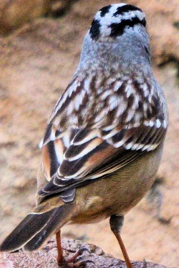White-crowned Sparrow - ML644345058