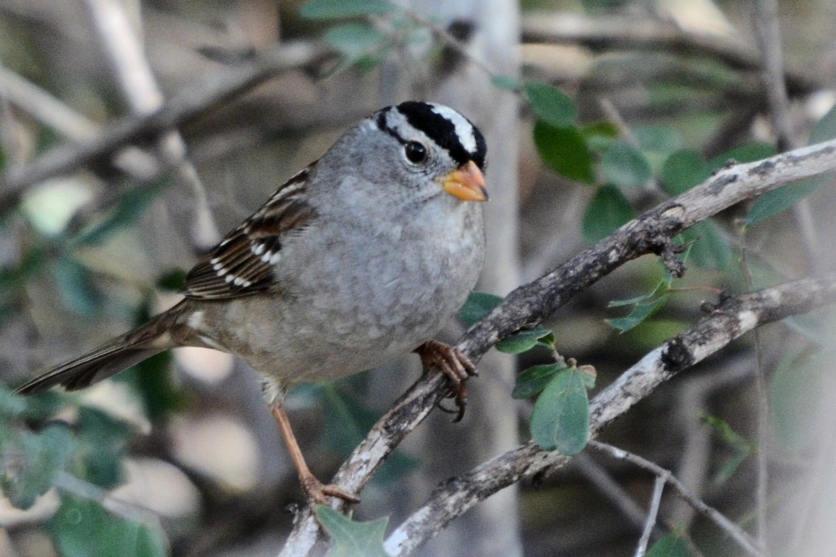 White-crowned Sparrow - ML644345061