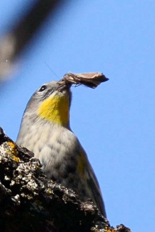 Yellow-rumped Warbler - ML644345067