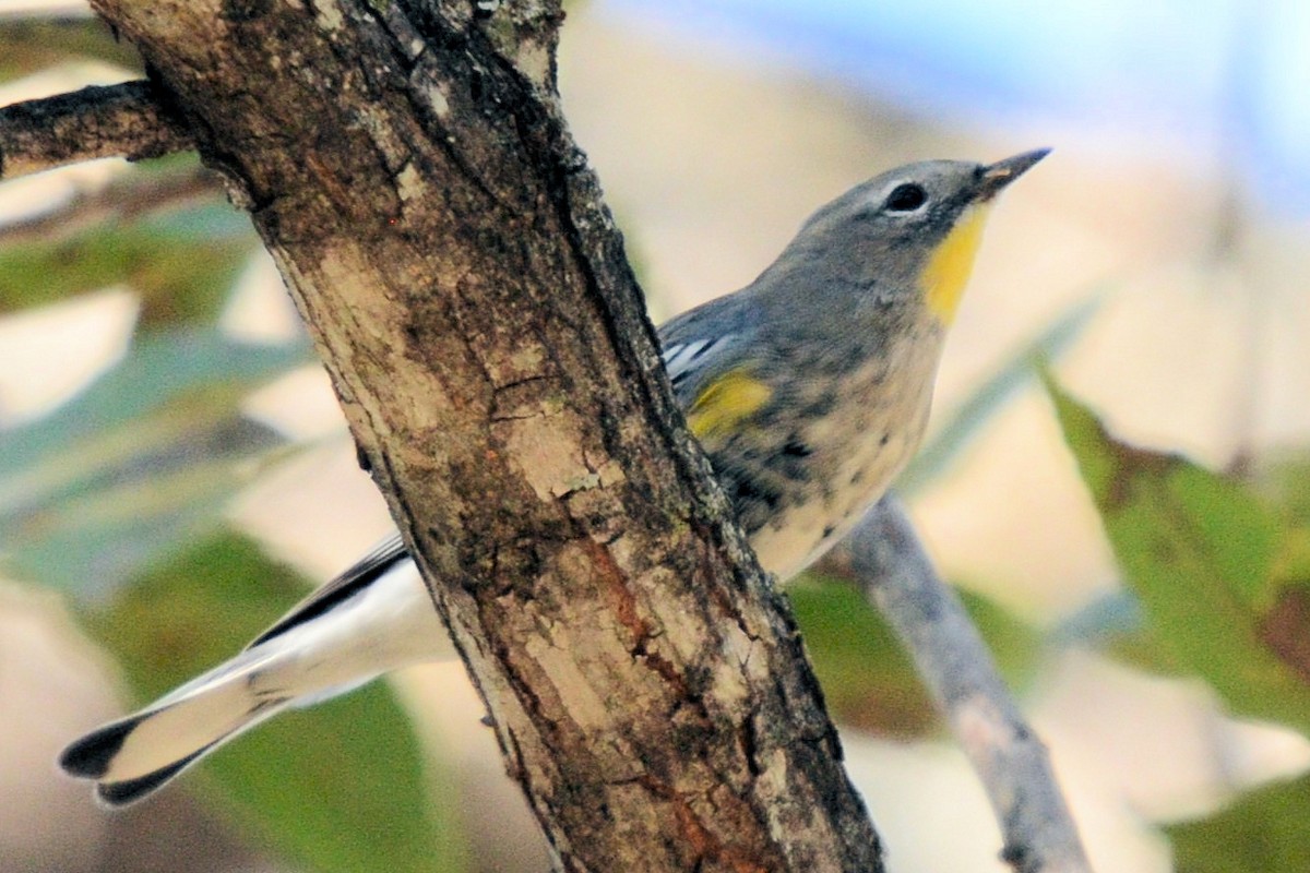 Yellow-rumped Warbler - ML644345070