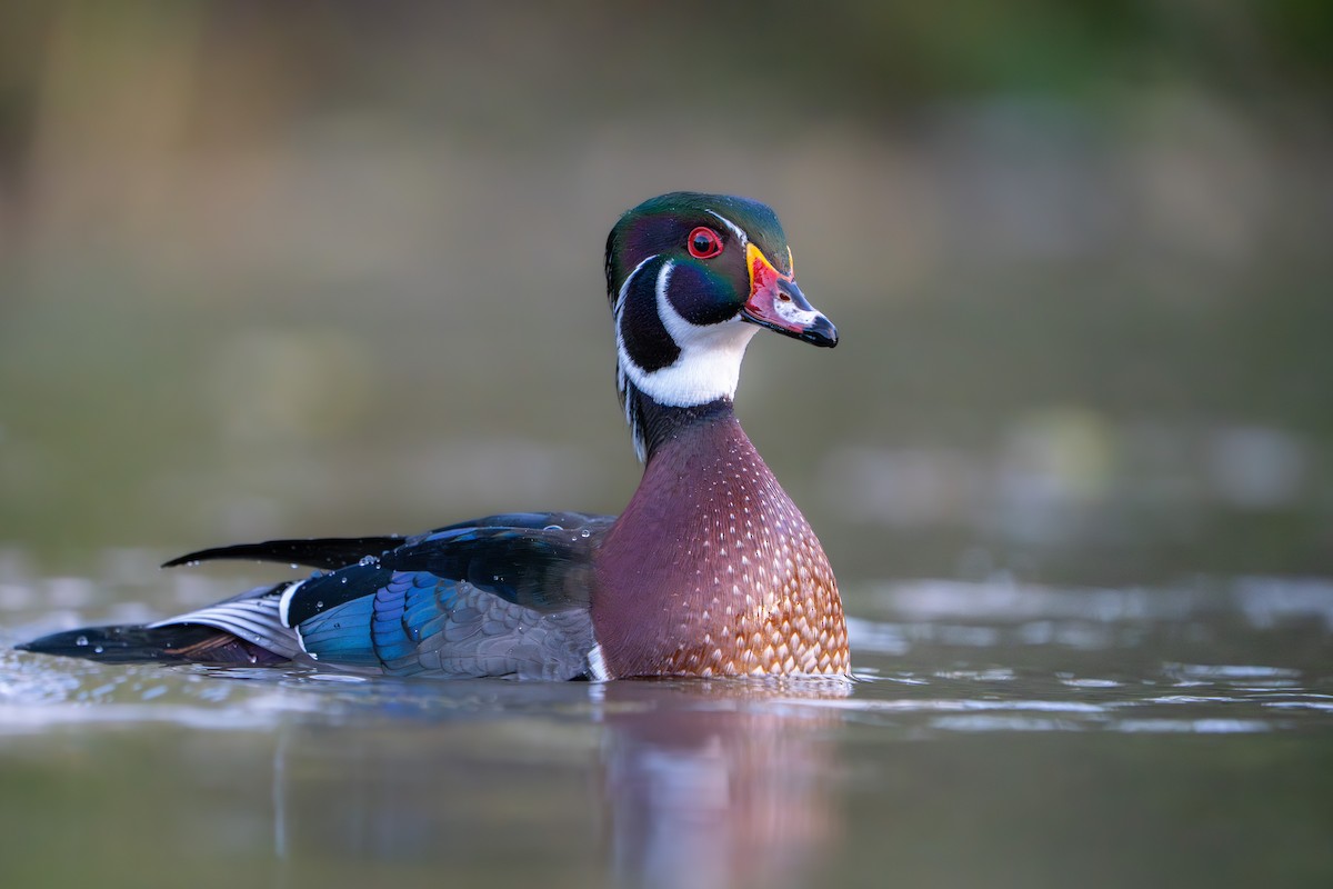 Orman Ördeği - ML644345079