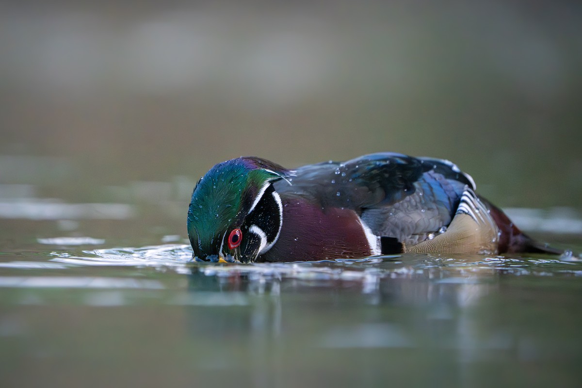 Orman Ördeği - ML644345080