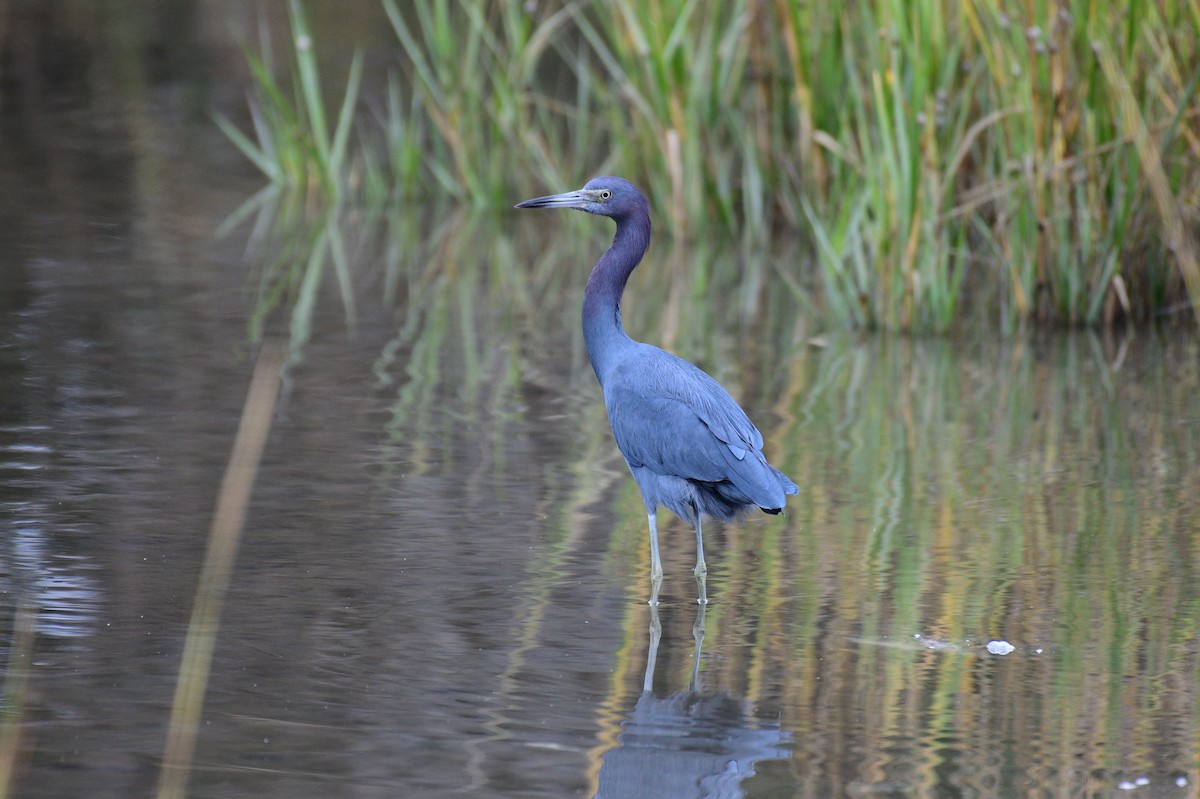 Mavi Balıkçıl - ML644345084