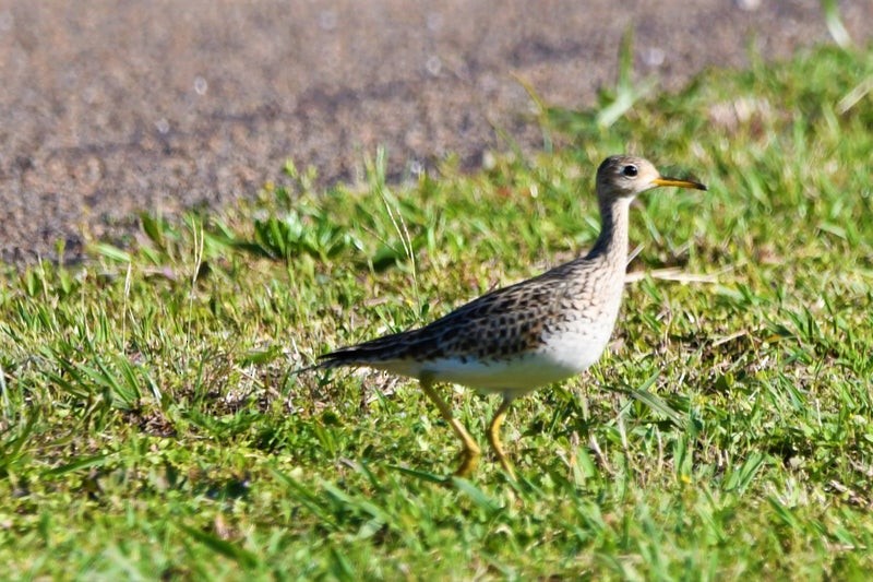 Uzun Kuyruklu Düdükçün - ML644345085