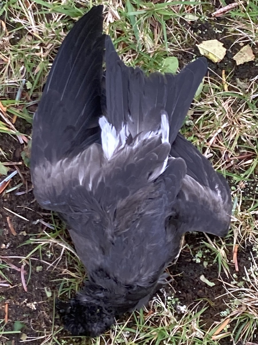 Çatal Kuyruklu Fırtınakırlangıcı - ML644345087