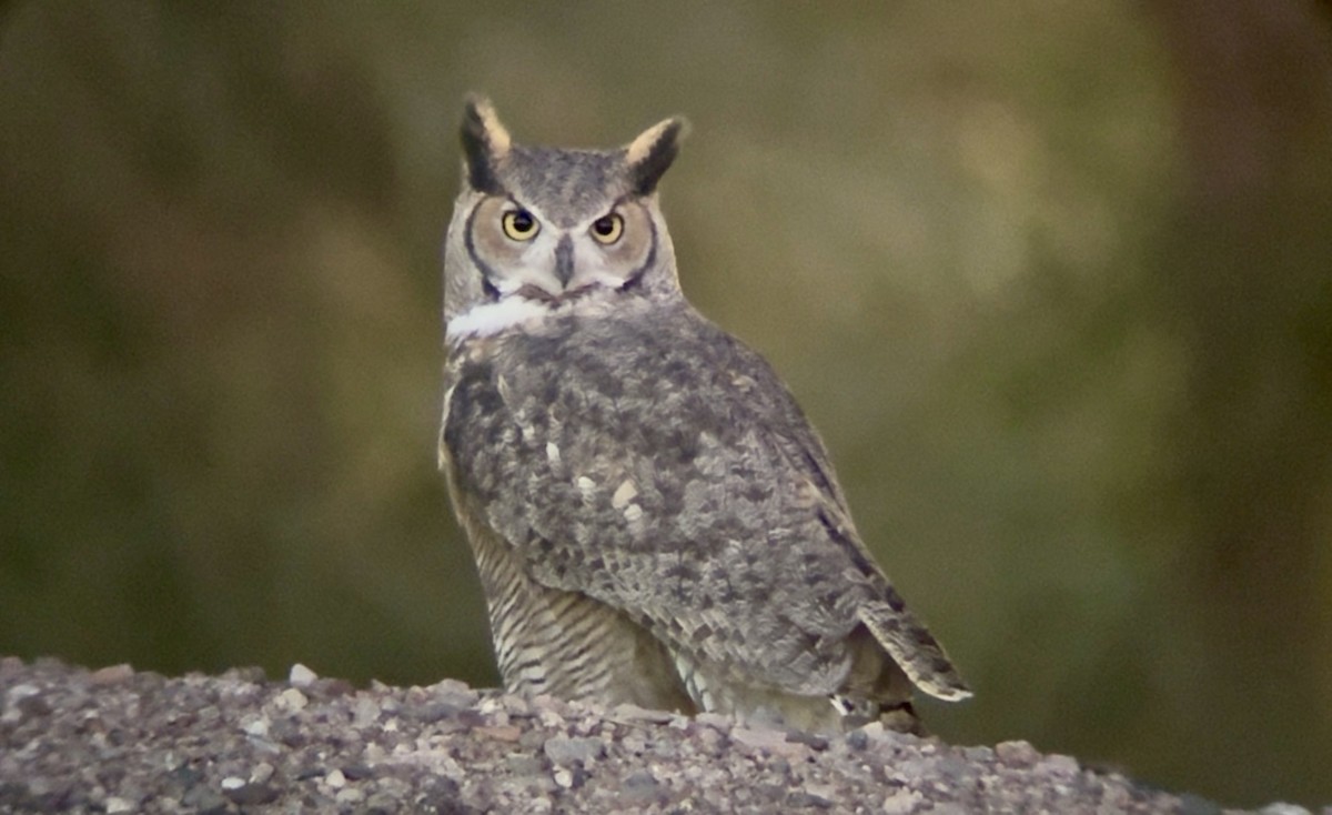 Amerika Puhusu - ML644345090