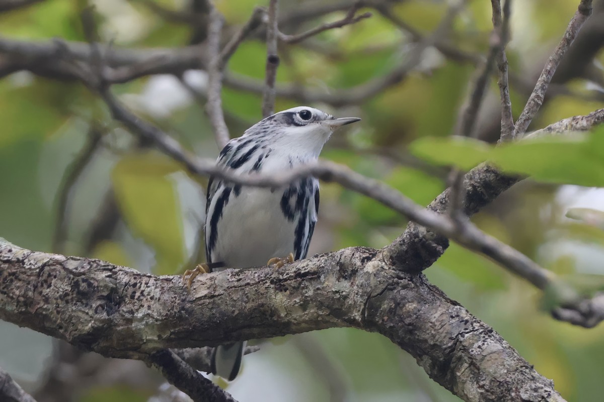 Tırmaşık Ötleğeni - ML644345095