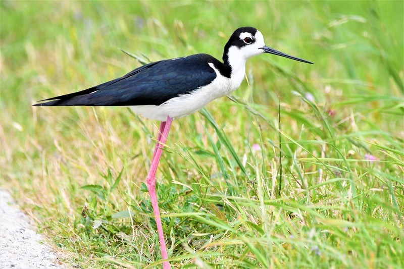 Maskeli Uzunbacak - ML644345096