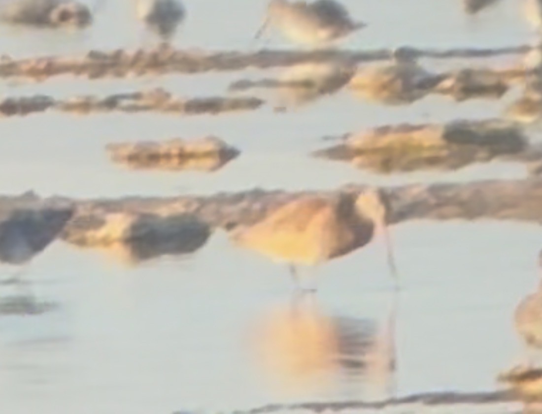 Ebruli Çamurçulluğu - ML644345097