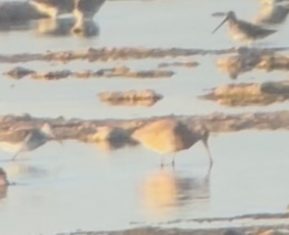 Ebruli Çamurçulluğu - ML644345098