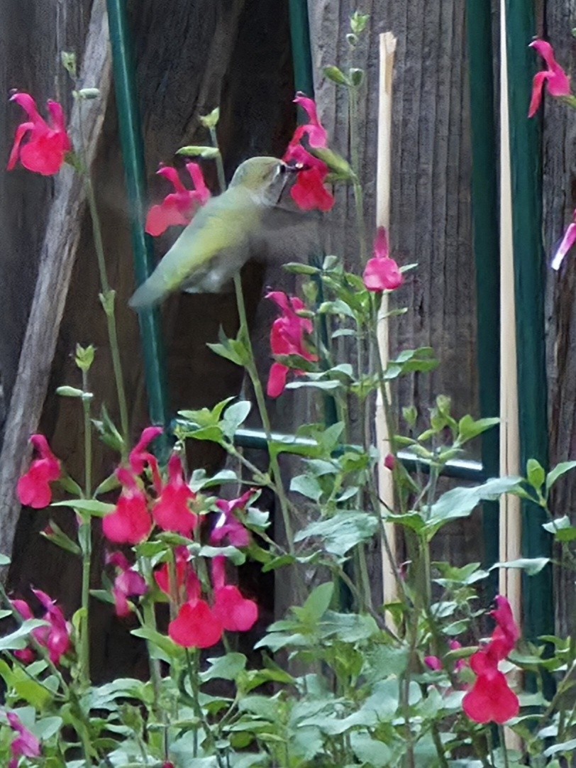 Anna Kolibrisi - ML644345101