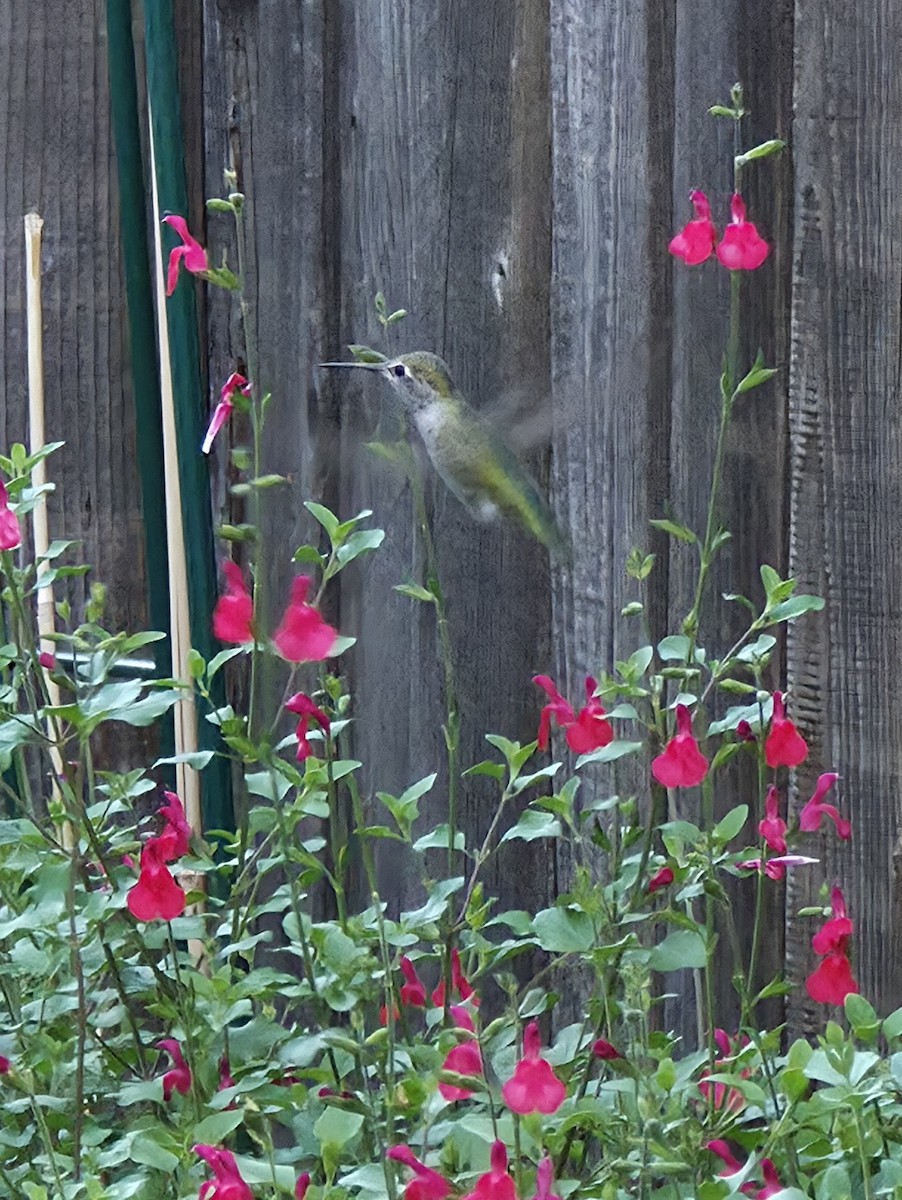 Anna Kolibrisi - ML644345102