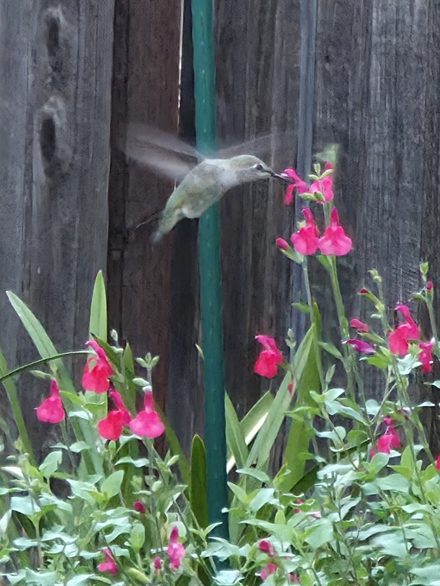 Anna Kolibrisi - ML644345103