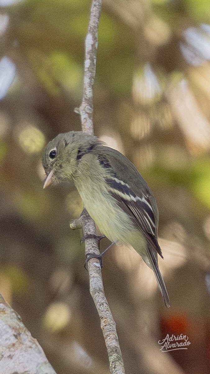 Sarı Karınlı Boreal Sinekkapan - ML644345104