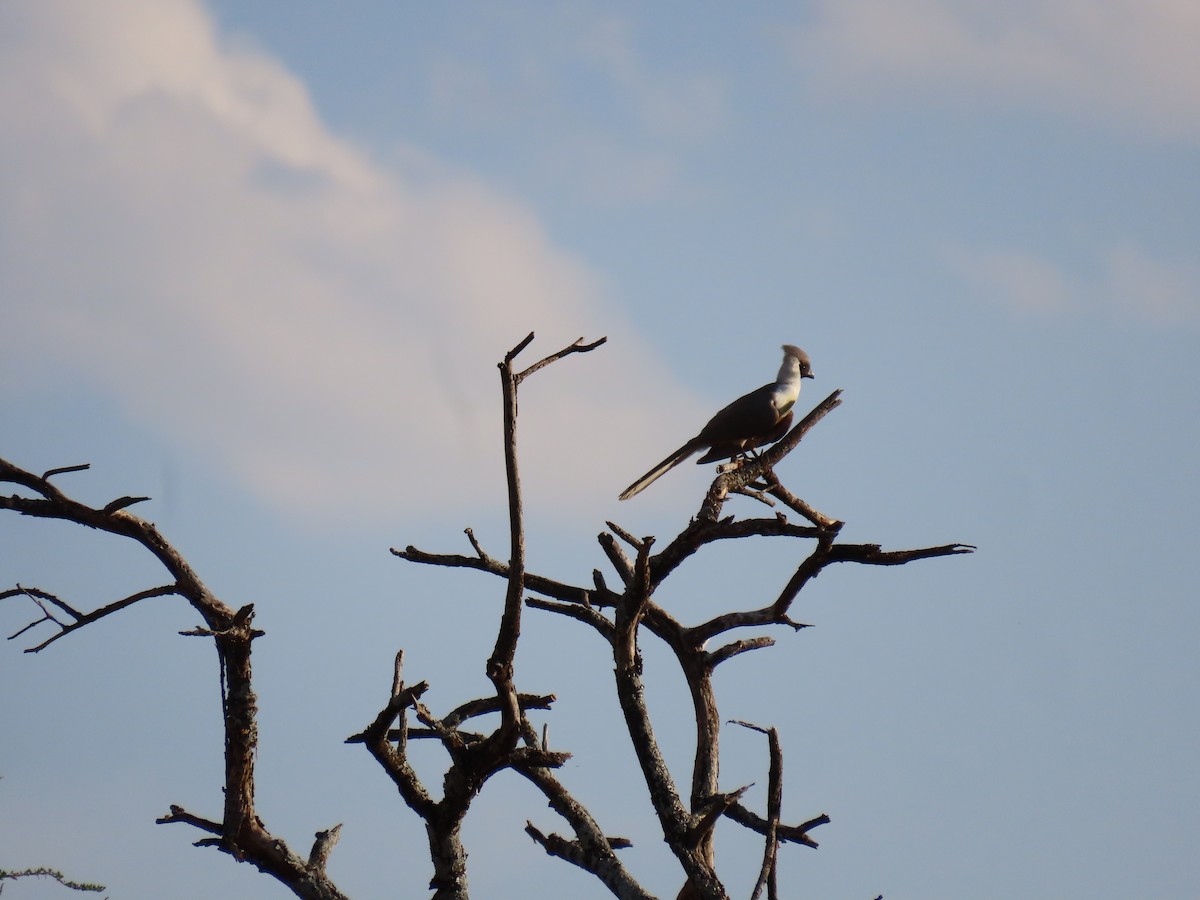 Kara Yüzlü Turako (leopoldi) - ML644345106