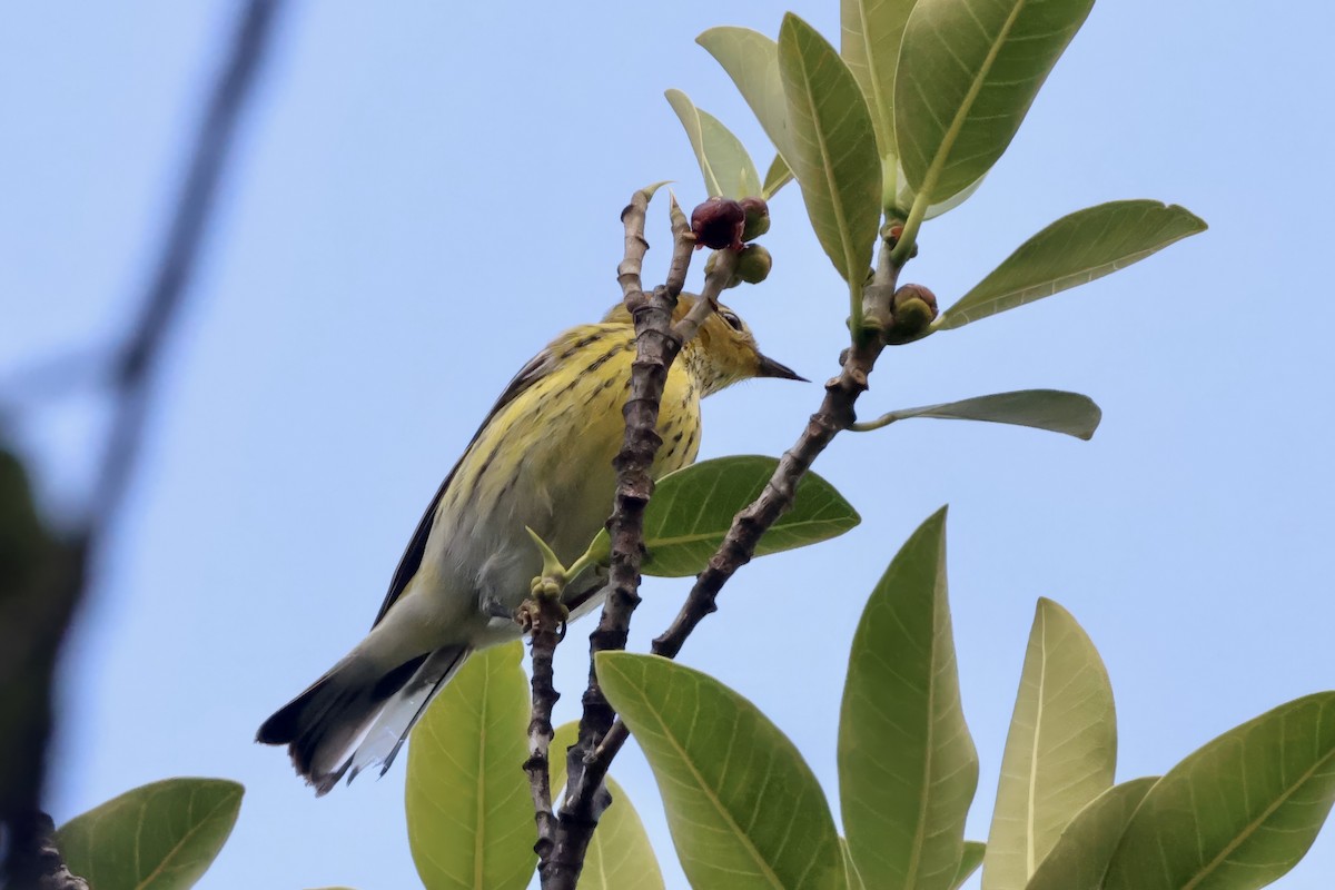 Cape May Warbler - ML644345107
