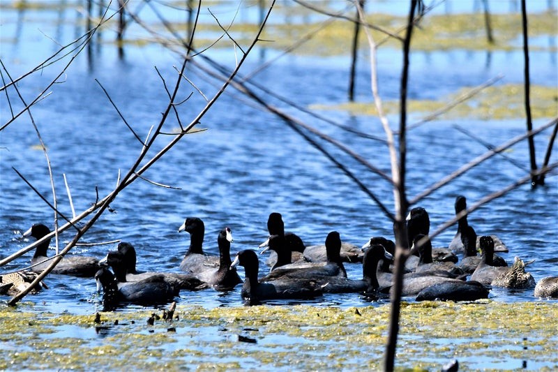 Amerika Mekesi - ML644345109