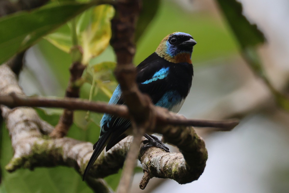 Golden-hooded Tanager - ML644345116