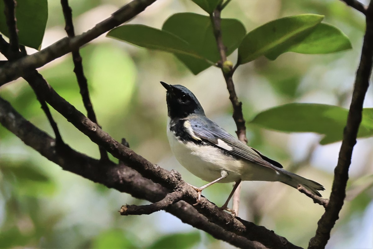 Black-throated Blue Warbler - ML644345119