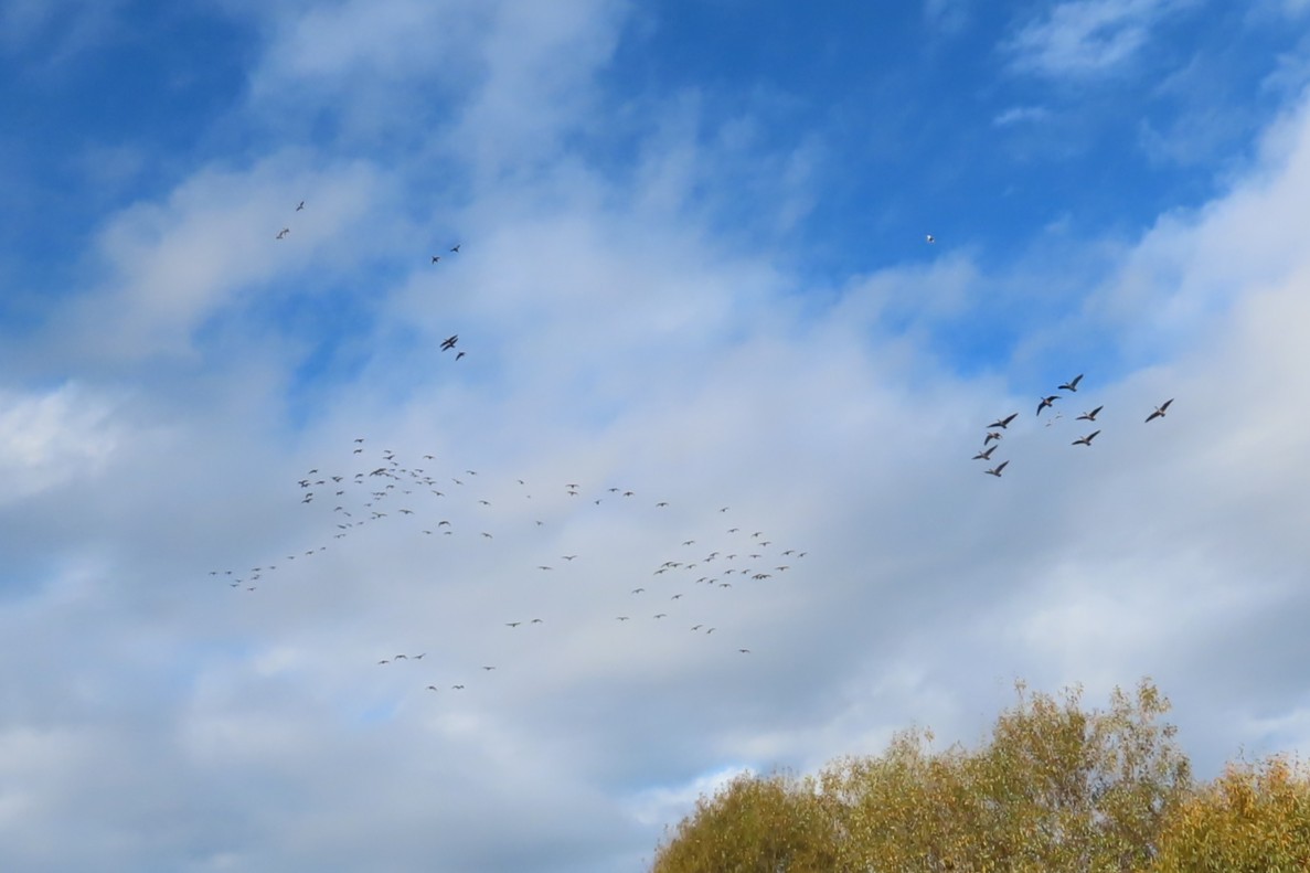 Cackling Goose - ML644345121