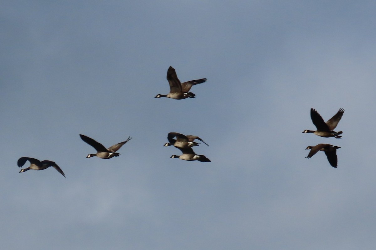 Cackling Goose - ML644345122