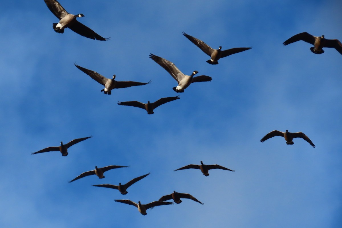 Cackling Goose - ML644345123