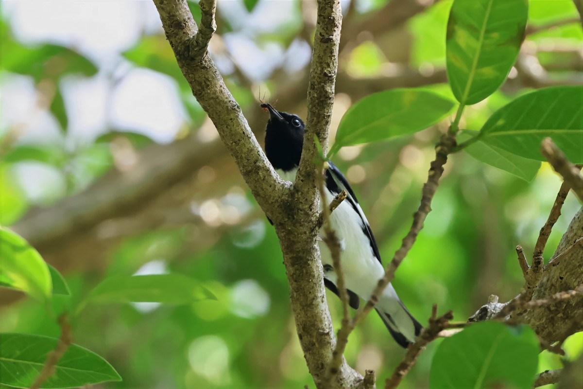 Black-throated Blue Warbler - ML644345132