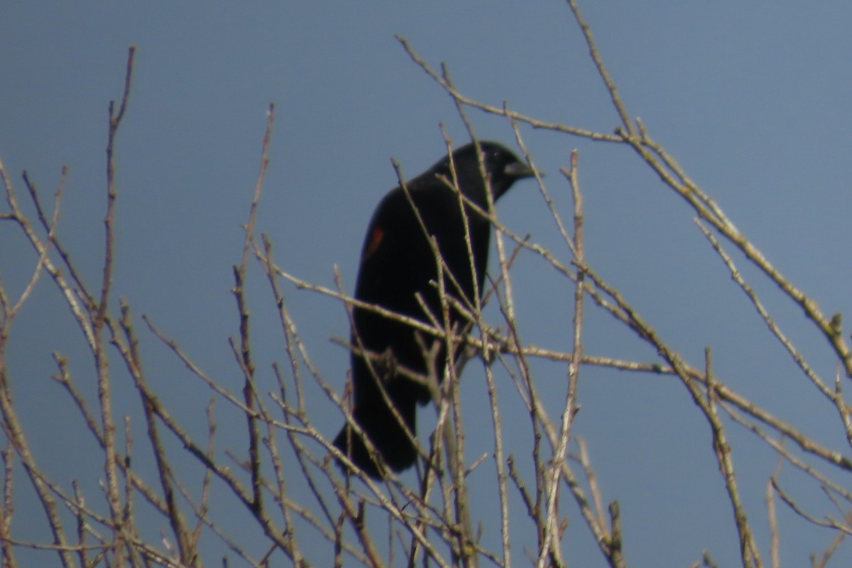 Red-winged Blackbird - ML644345139