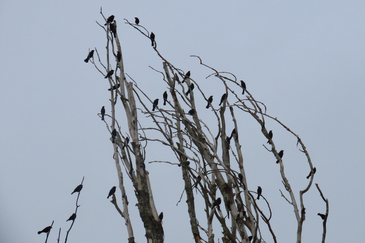 Red-winged Blackbird - ML644345142