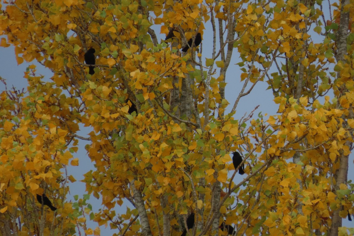 Red-winged Blackbird - ML644345144