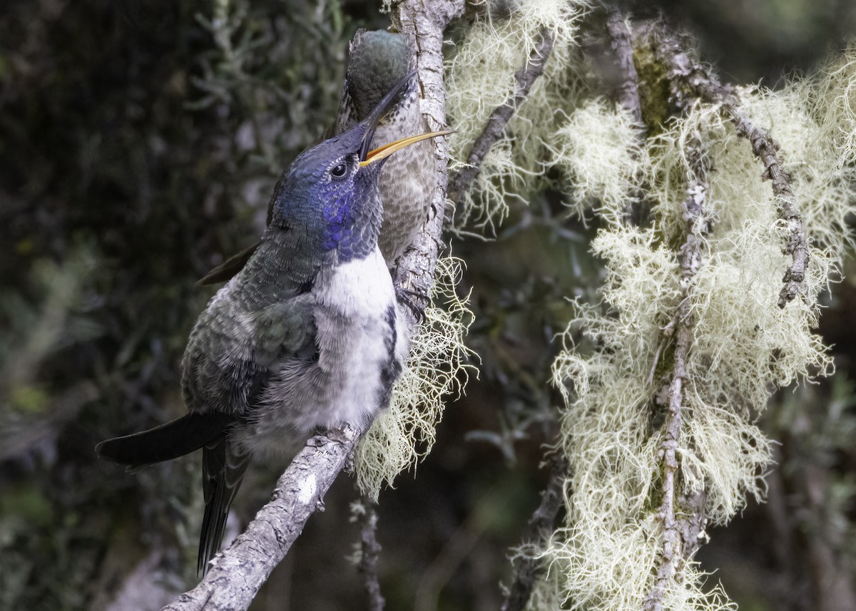 Ecuadorian Hillstar - ML644345145