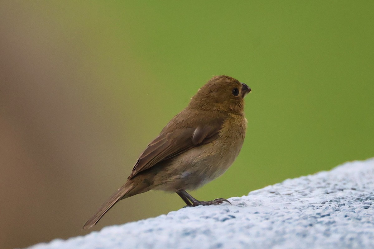 Variable Seedeater - ML644345158