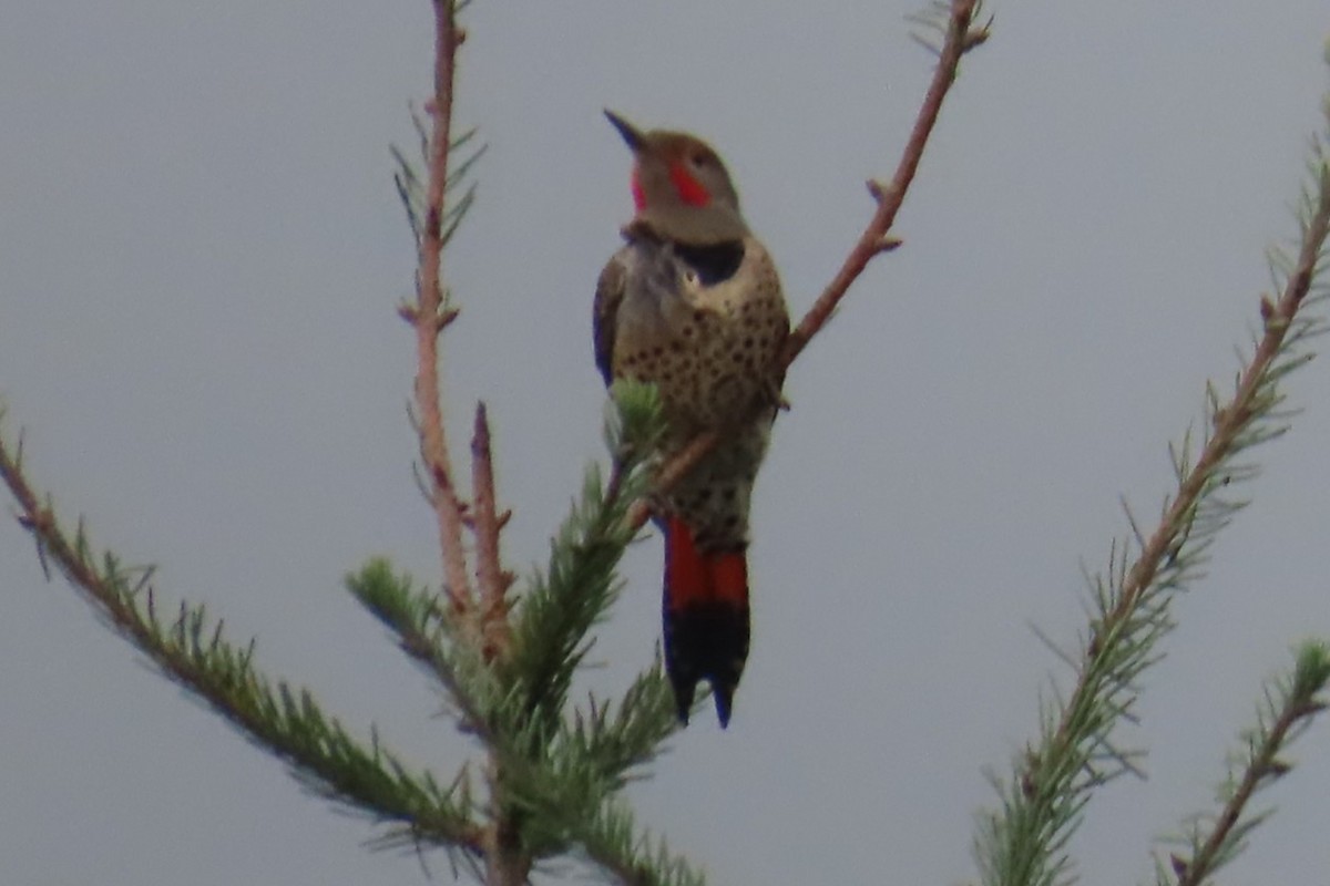 Northern Flicker - ML644345163