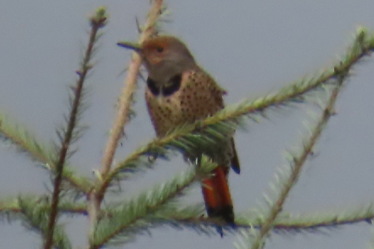 Northern Flicker - ML644345165