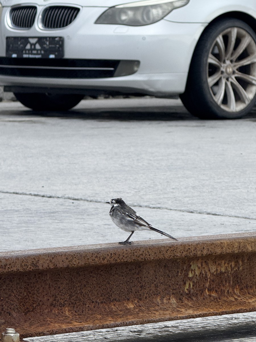 White Wagtail - ML644345169