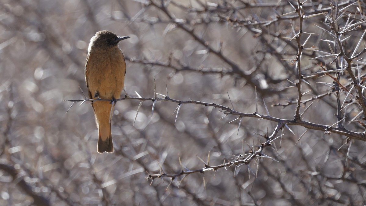 Cliff Flycatcher - ML644345171