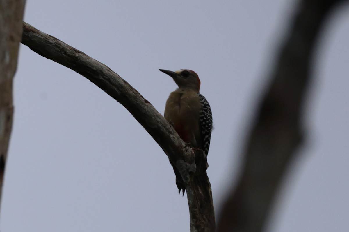 datel kápový - ML644345176