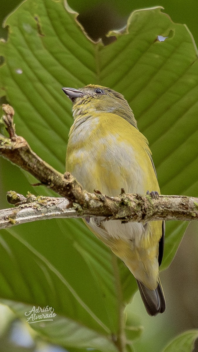 Yellow-throated Euphonia - ML644345177