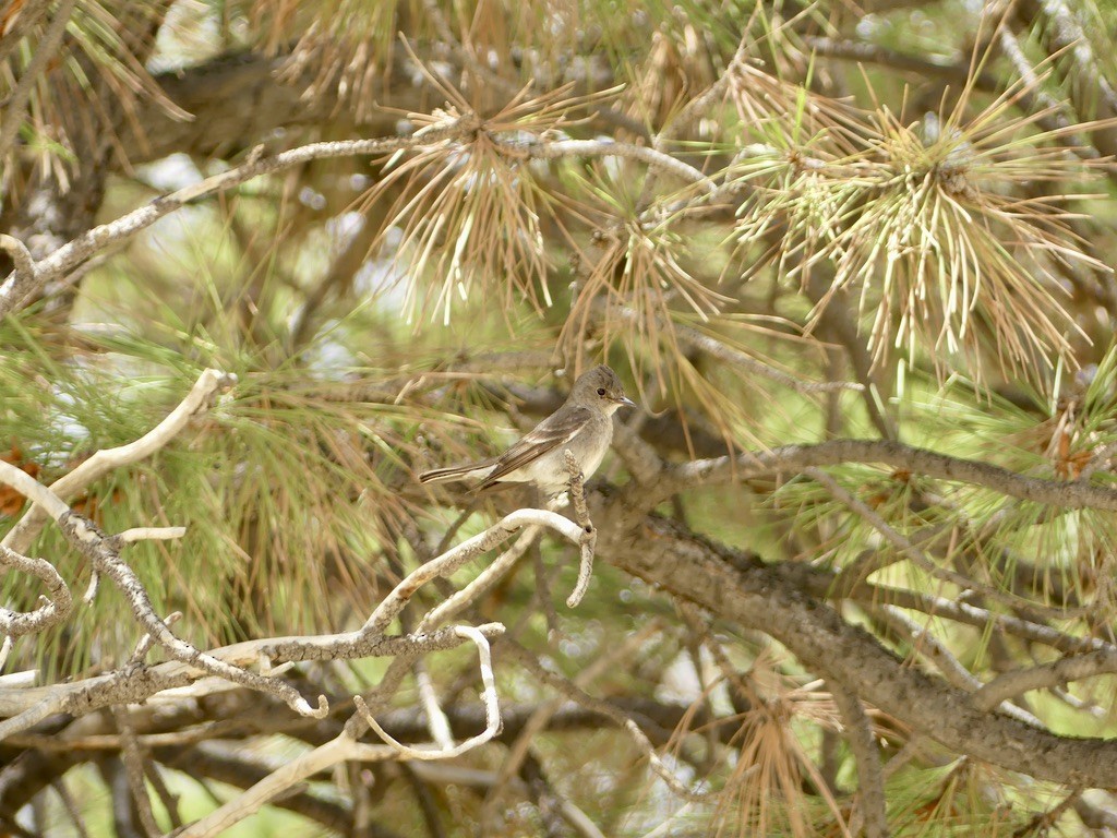 Western Wood-Pewee - ML644345181