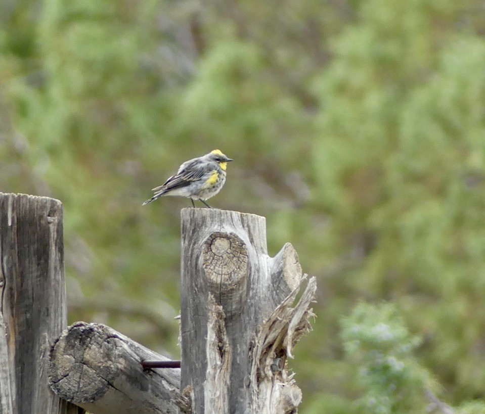 Yellow-rumped Warbler (Audubon's) - ML644345191