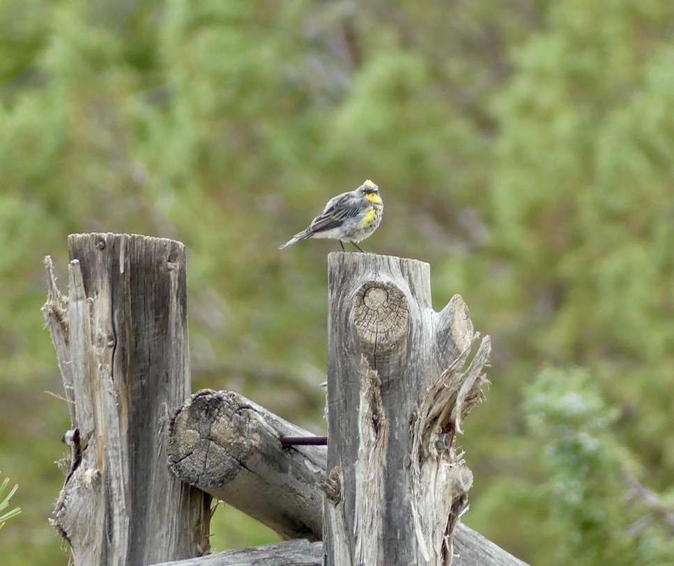 Yellow-rumped Warbler (Audubon's) - ML644345193