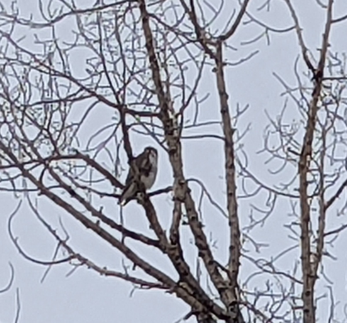 Prairie Falcon - ML644345197