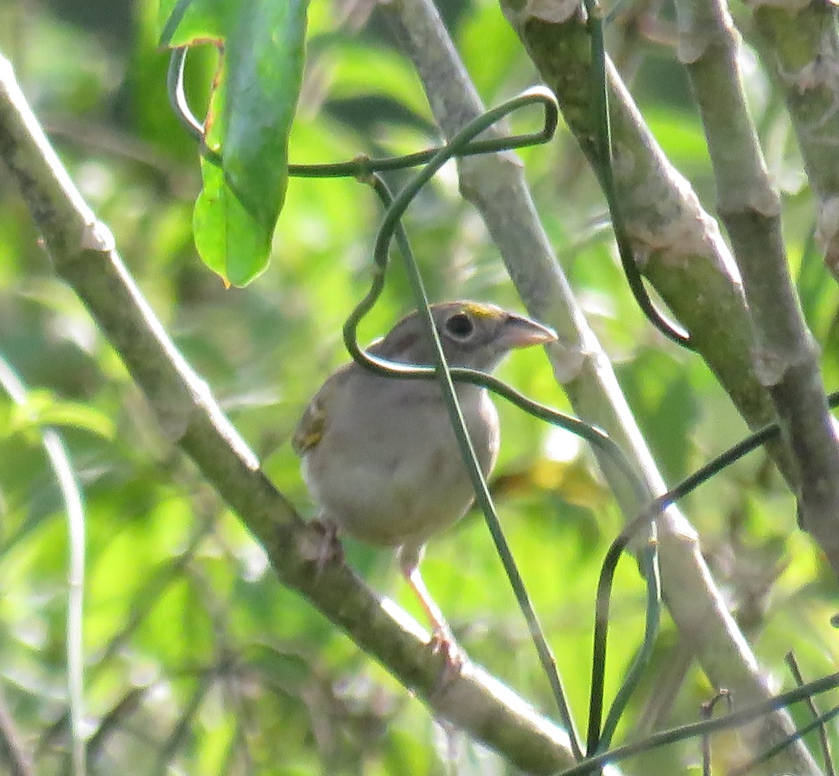 Wachtelammer - ML644345198