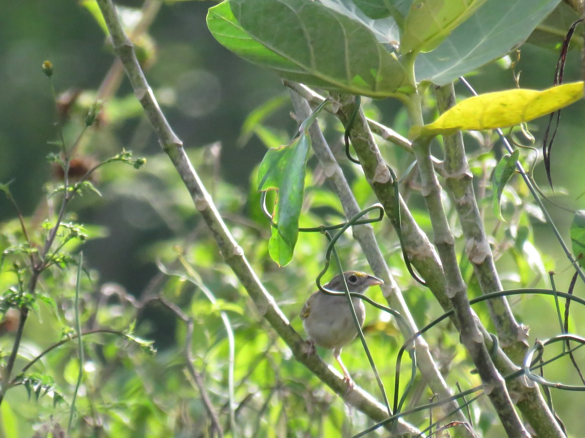 Wachtelammer - ML644345199